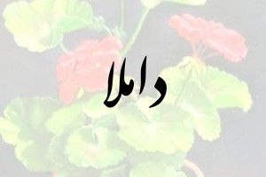damla 01-1